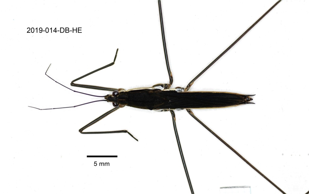 dorsal
