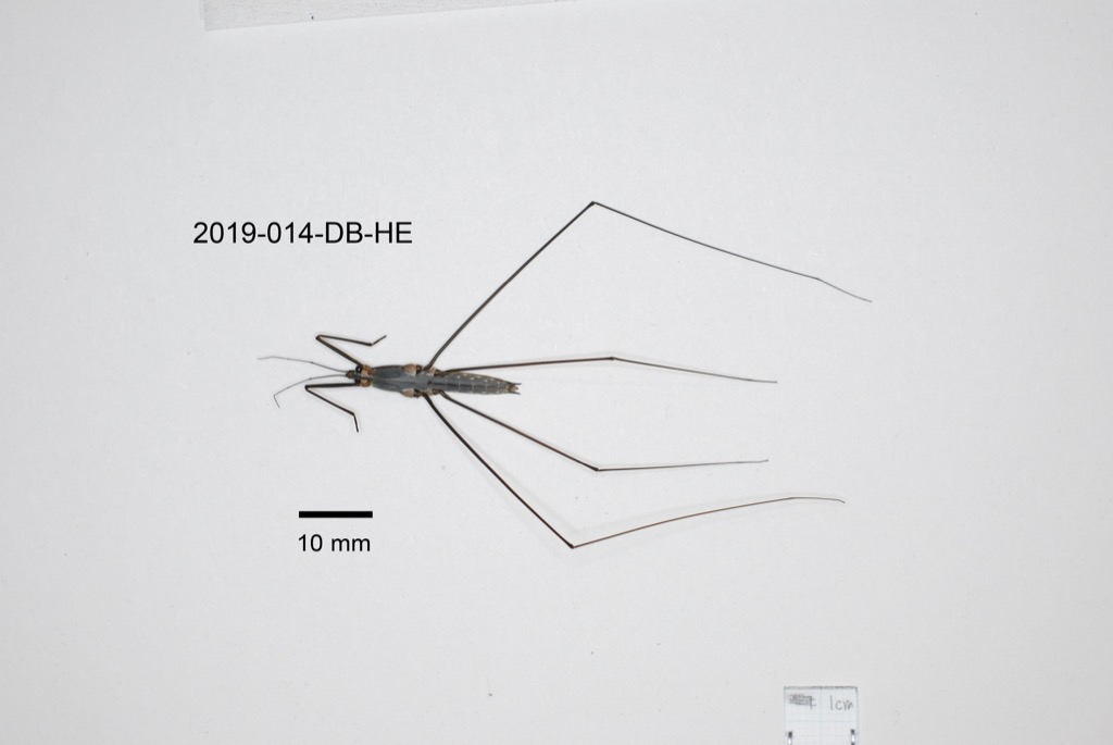 ventral