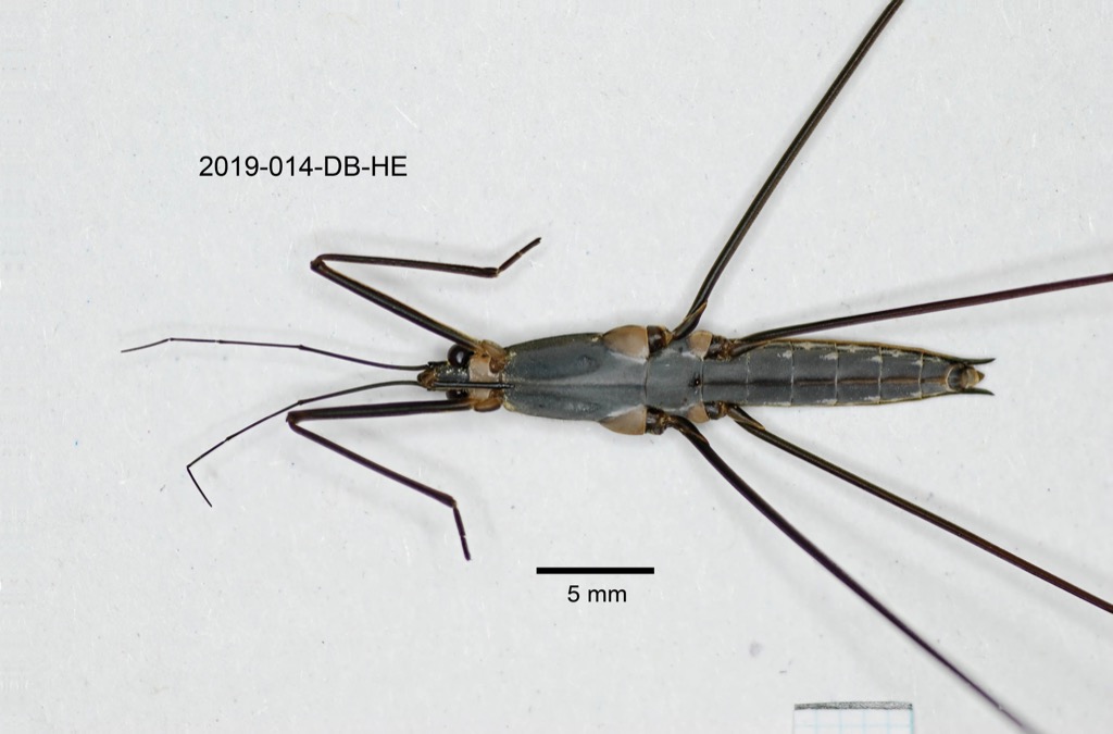 ventral