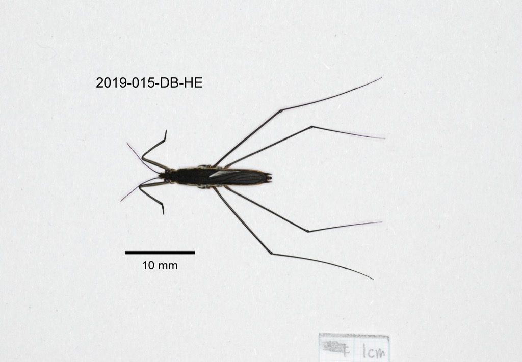 dorsal