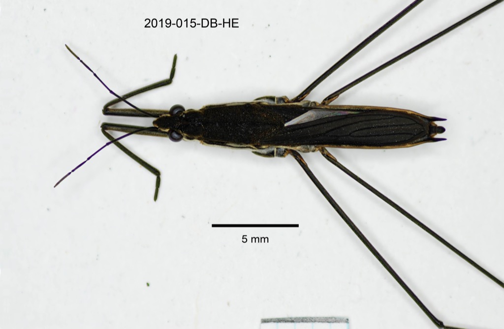 dorsal