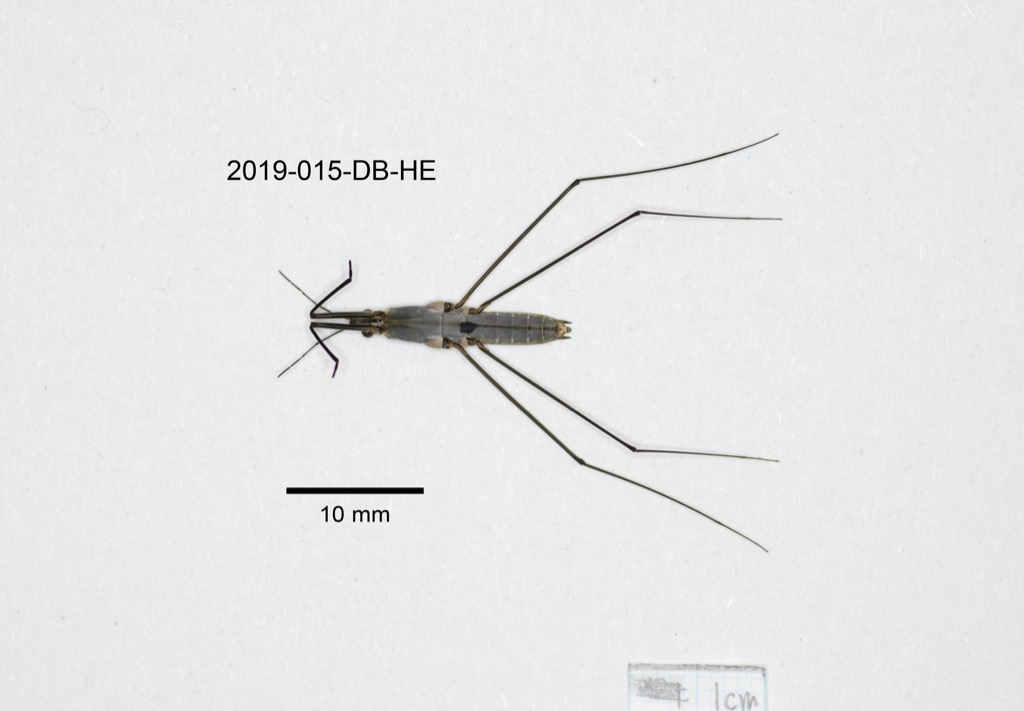 ventral