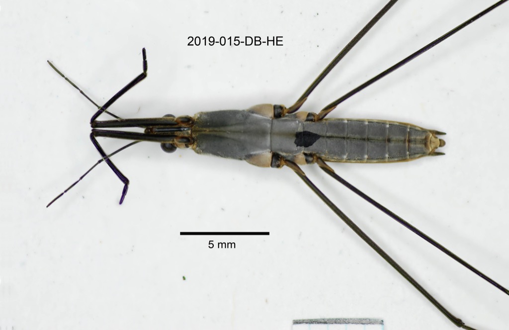 ventral