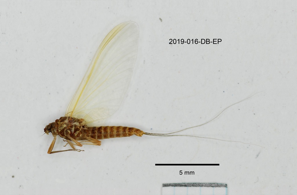 lateral