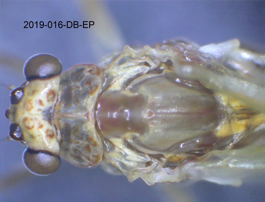 head and thorax dorsal