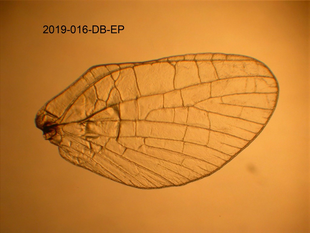 hindwing