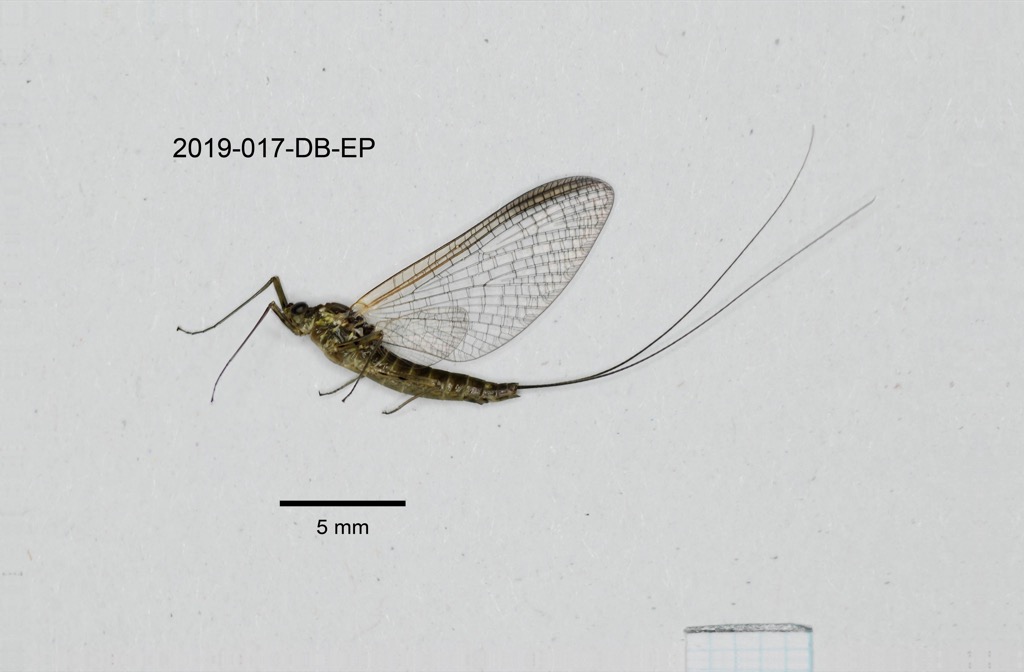 lateral