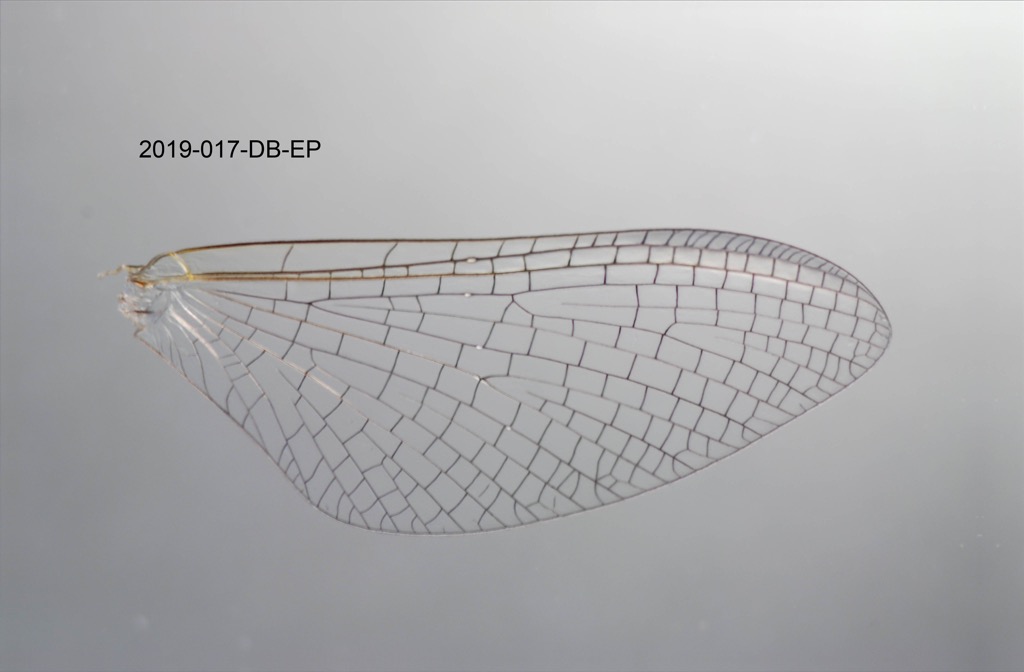 forewing