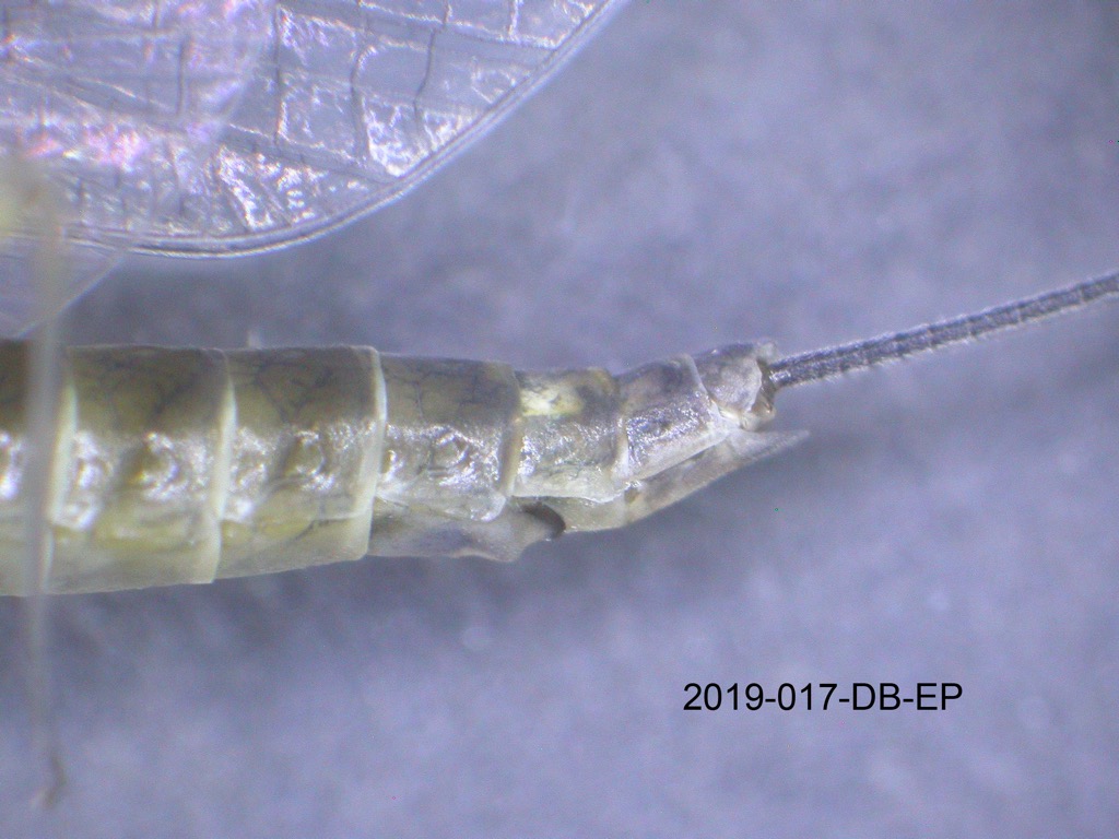 genitalia lateral