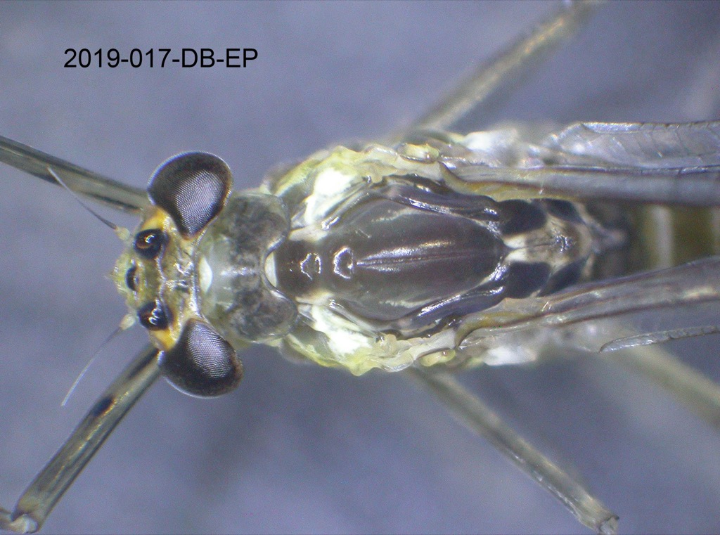 head and thorax dorsal