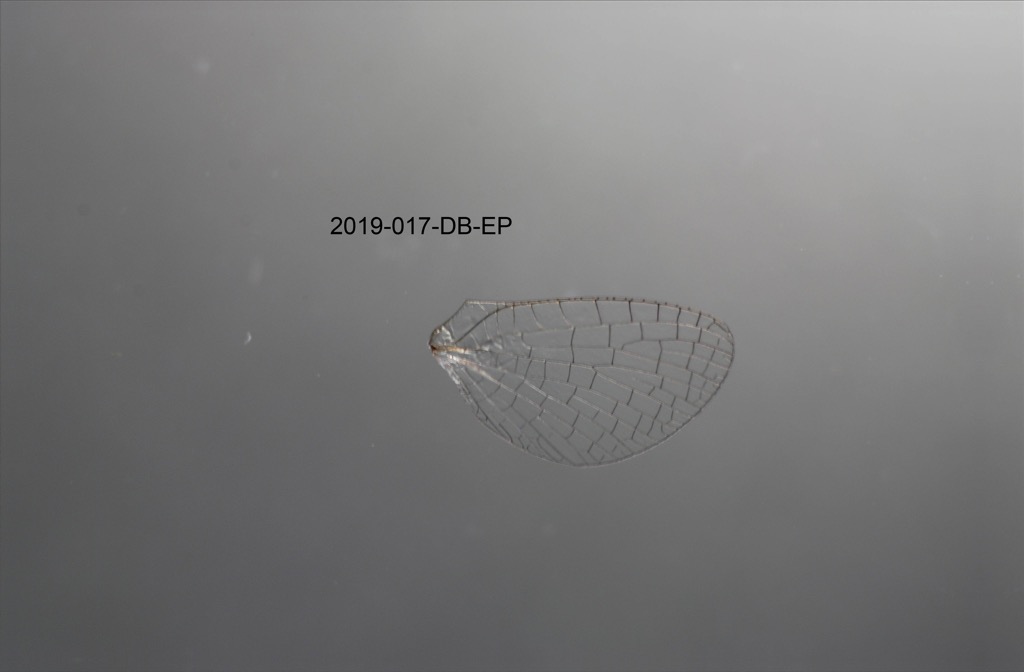 hindwing