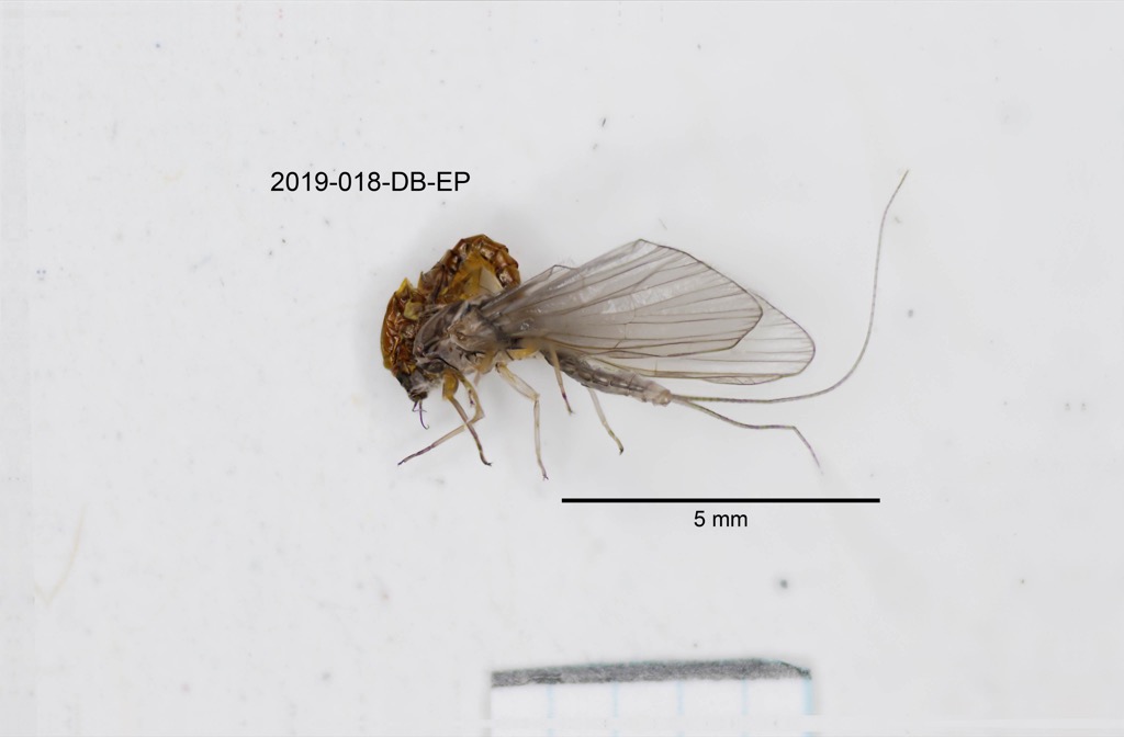 lateral