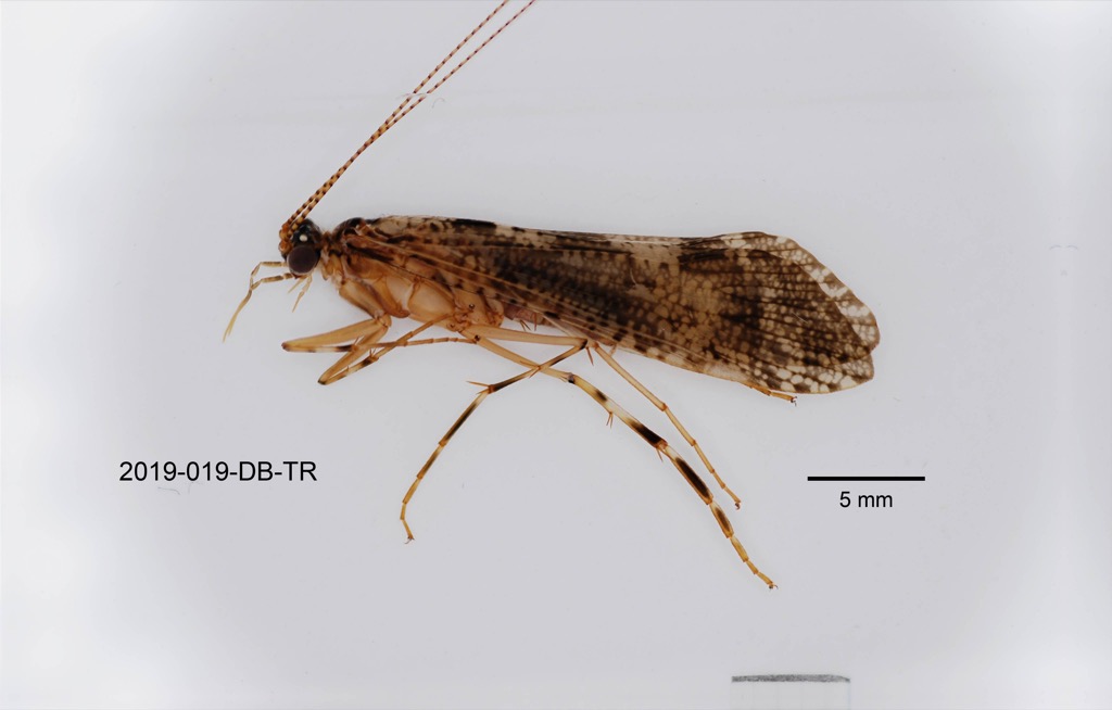 lateral