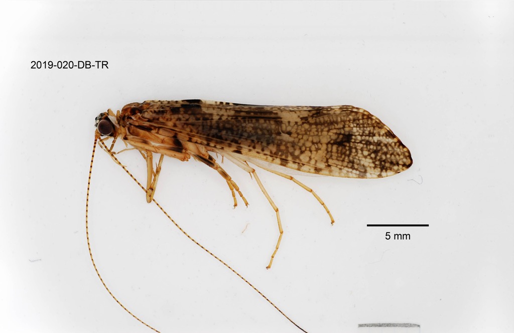 lateral