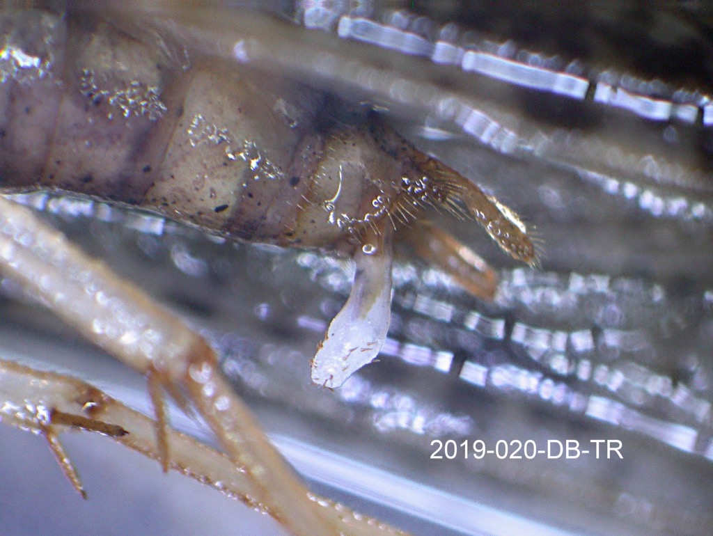 genitalia lateral