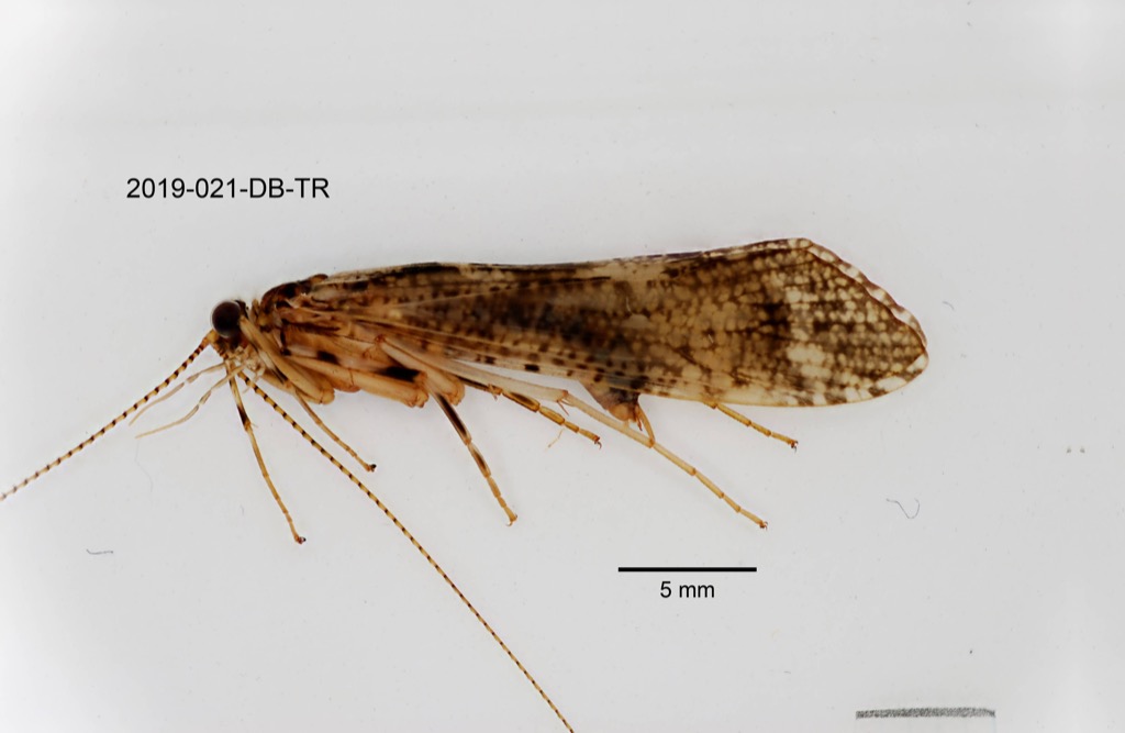 lateral