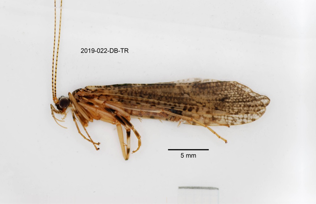lateral