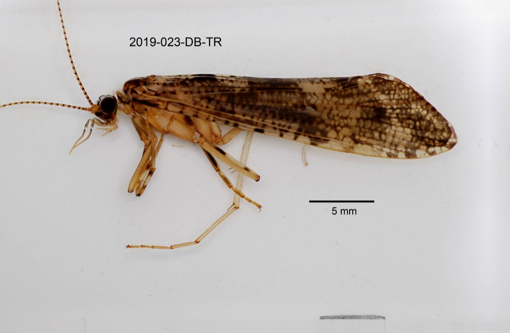 lateral