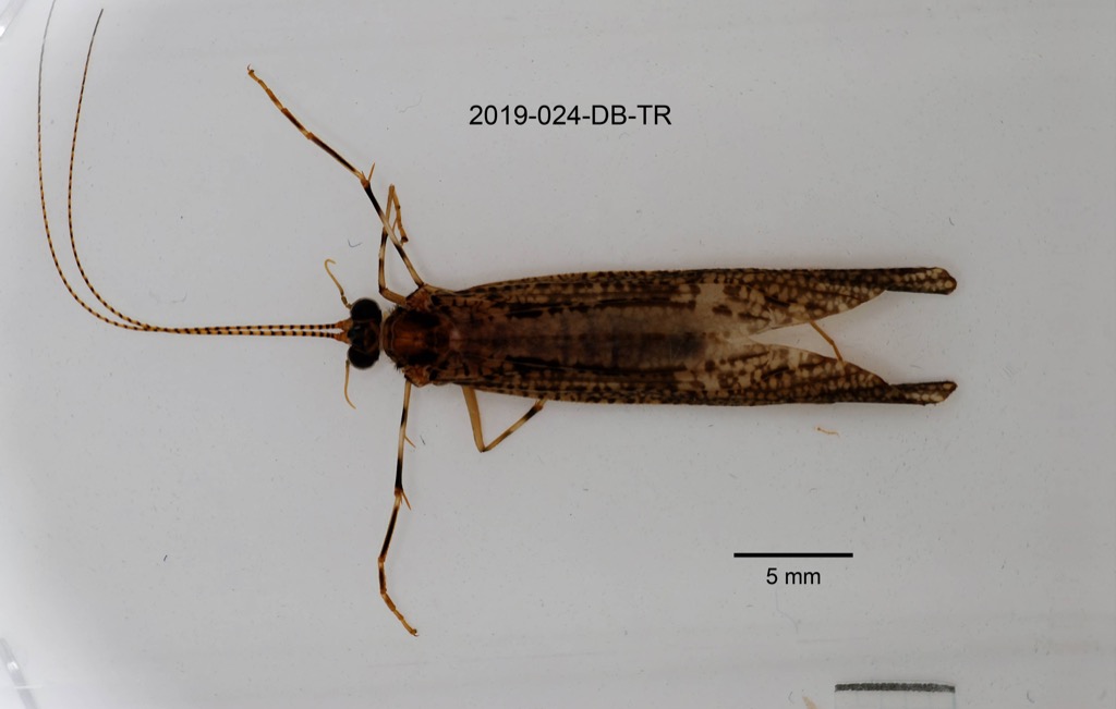 dorsal