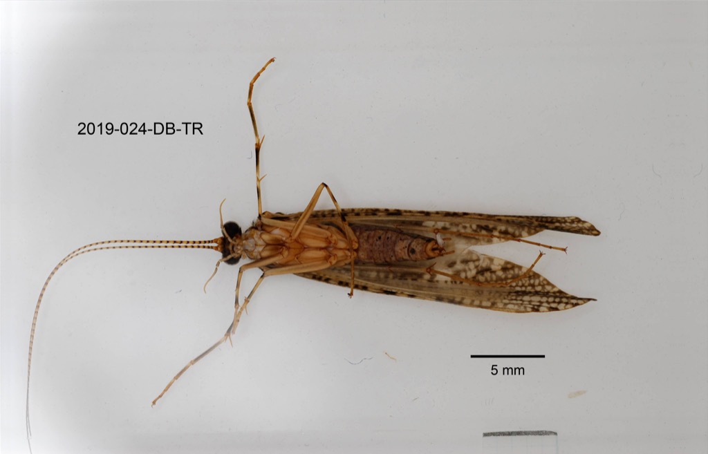 ventral