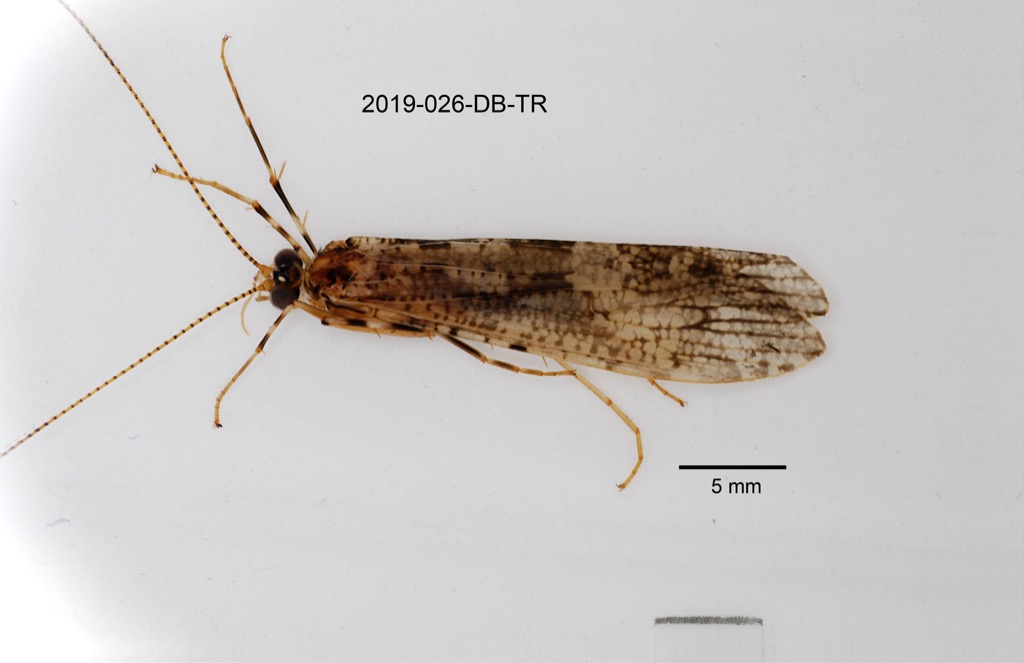 dorsal