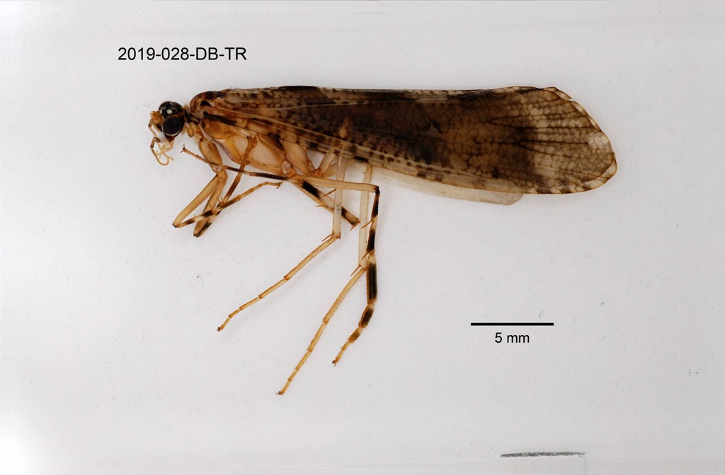 lateral