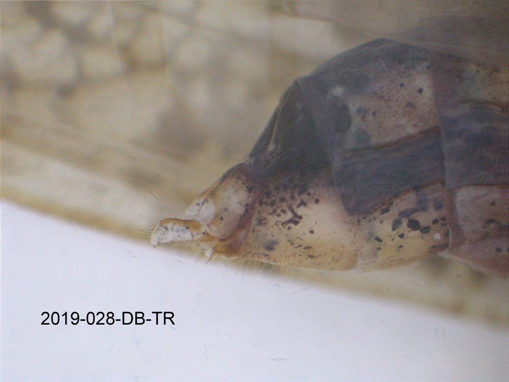 genitalia lateral