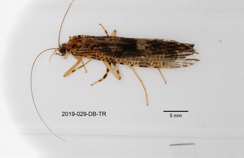 dorsal
