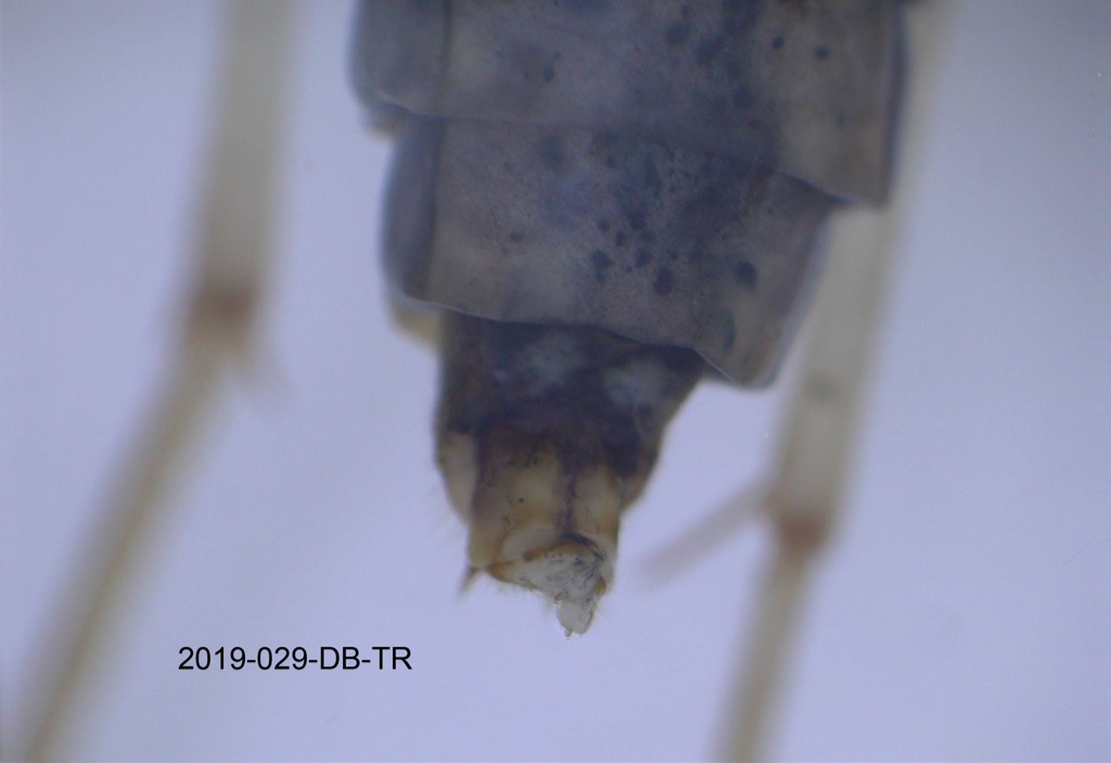 genitalia dorsal