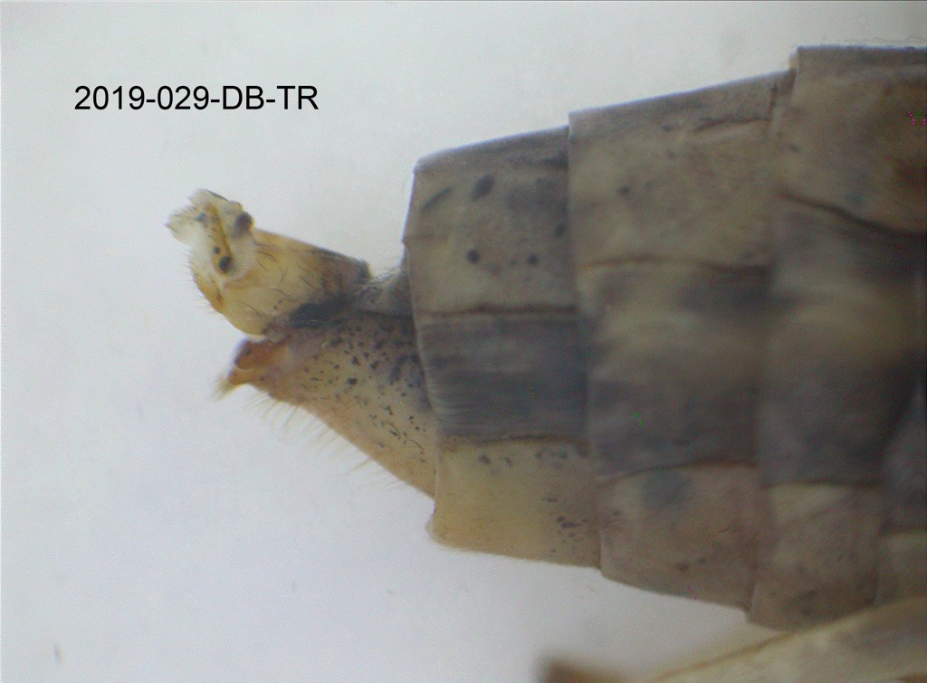 genitalia lateral