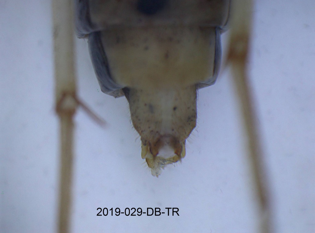 genitalia ventral