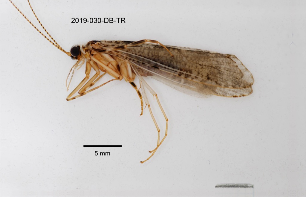 lateral