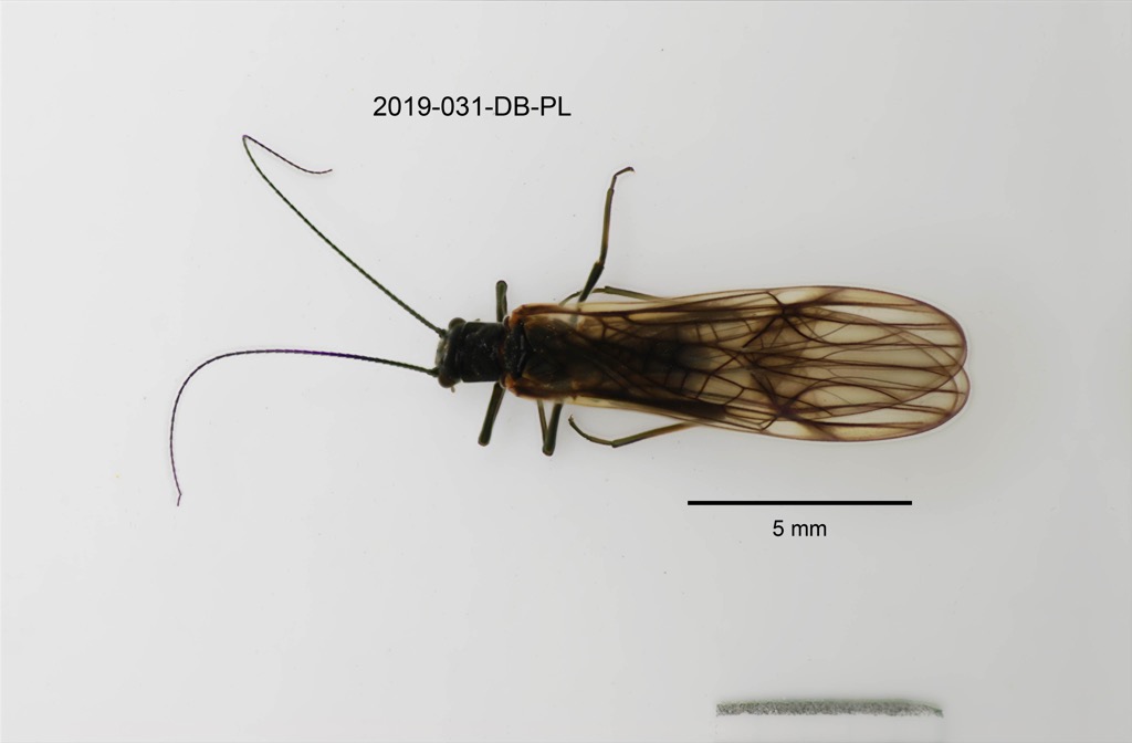 dorsal