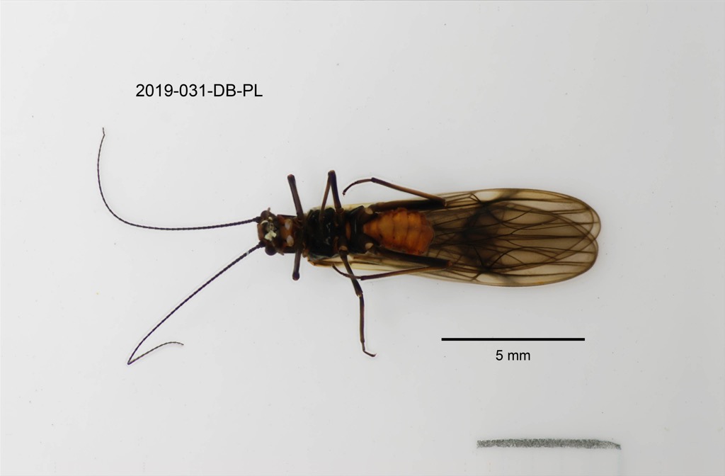ventral