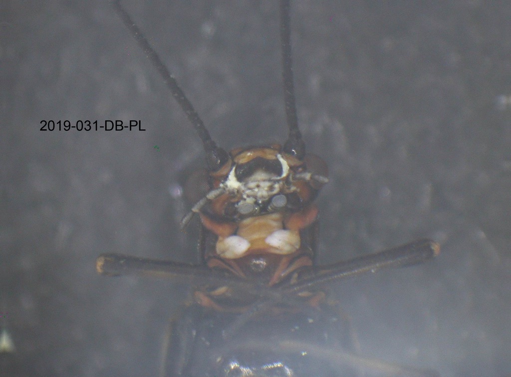 head and thorax ventral