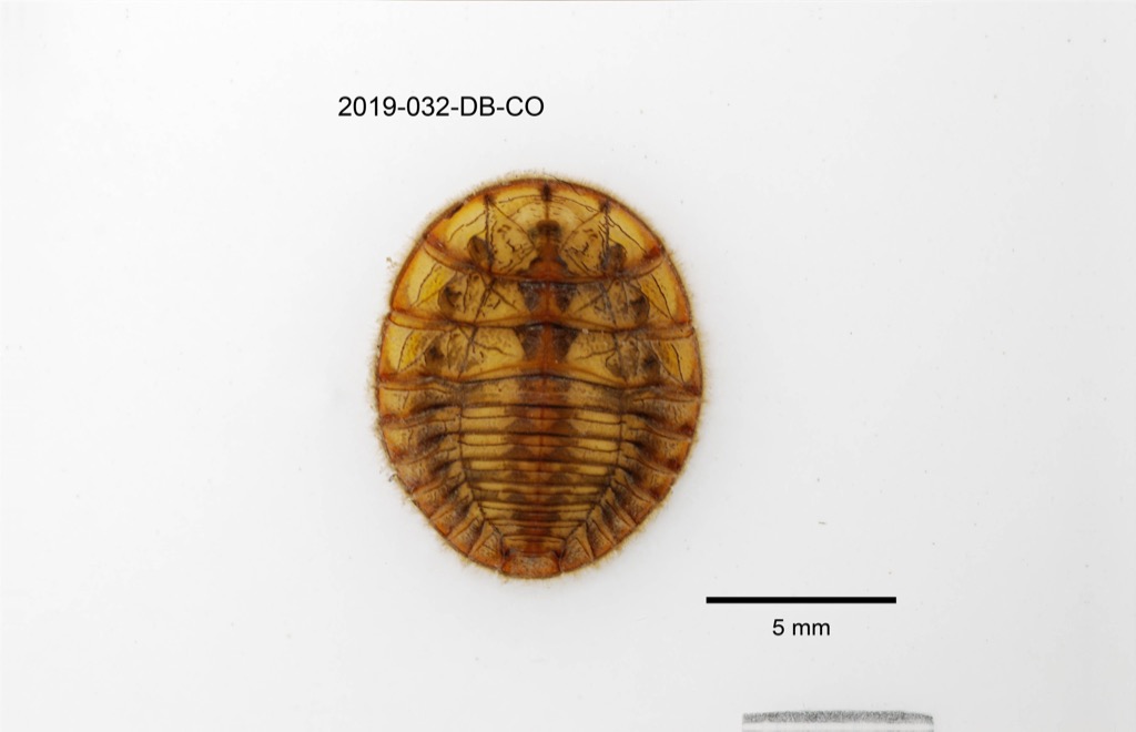 dorsal