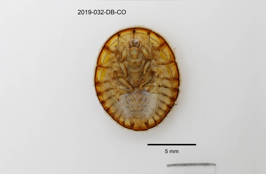 ventral
