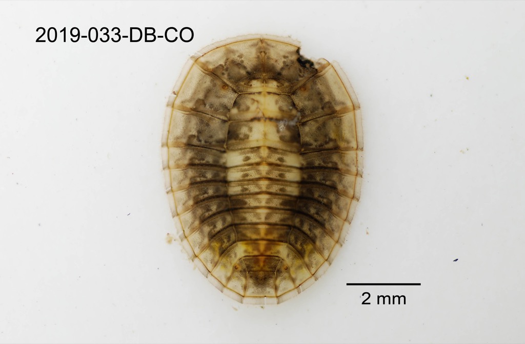dorsal