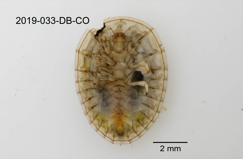 ventral
