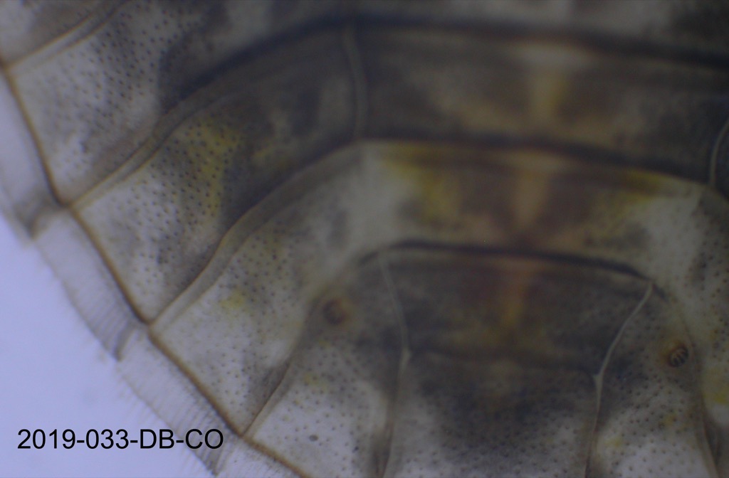 abdomen dorsal
