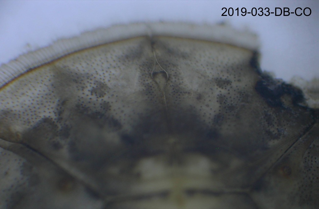 prothorax dorsal