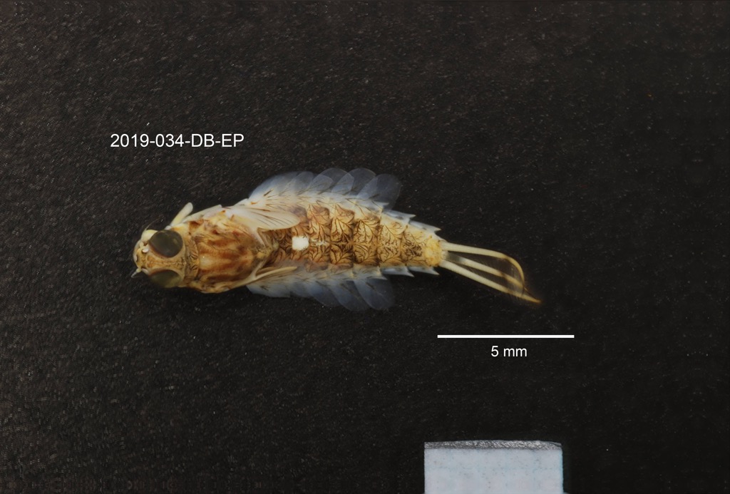 dorsal