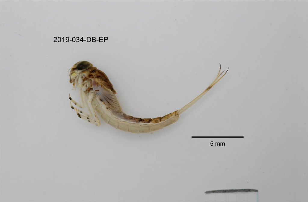 lateral