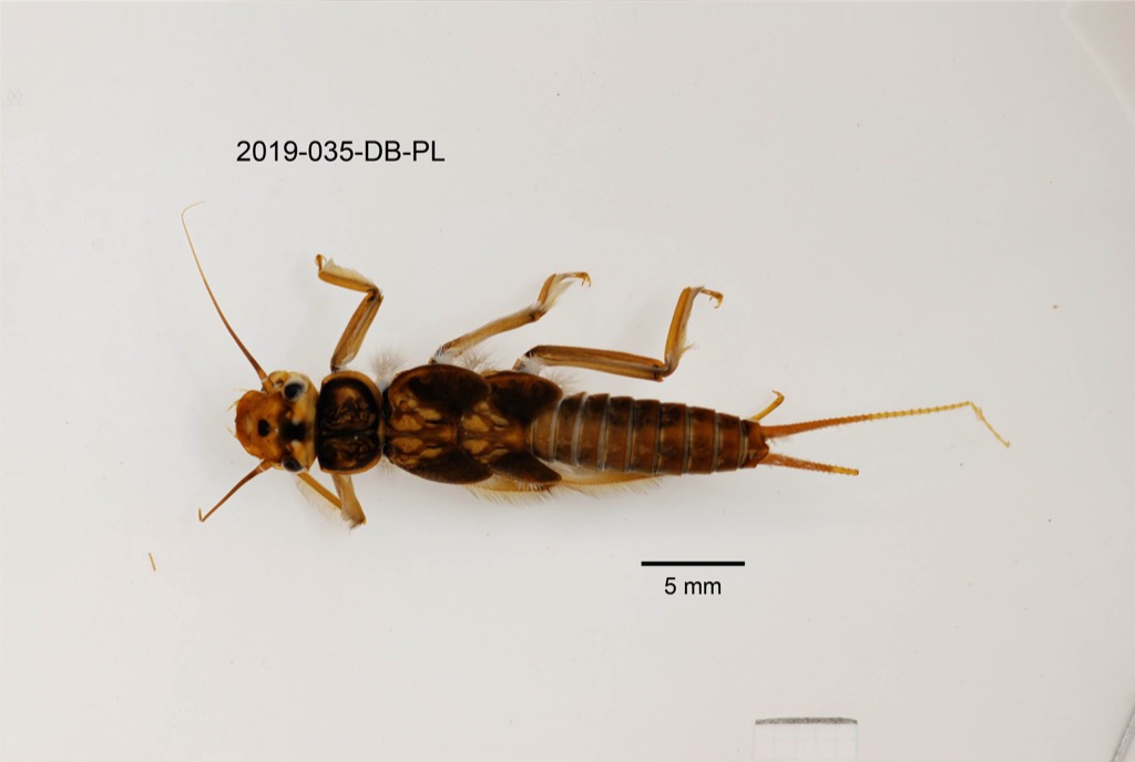 dorsal