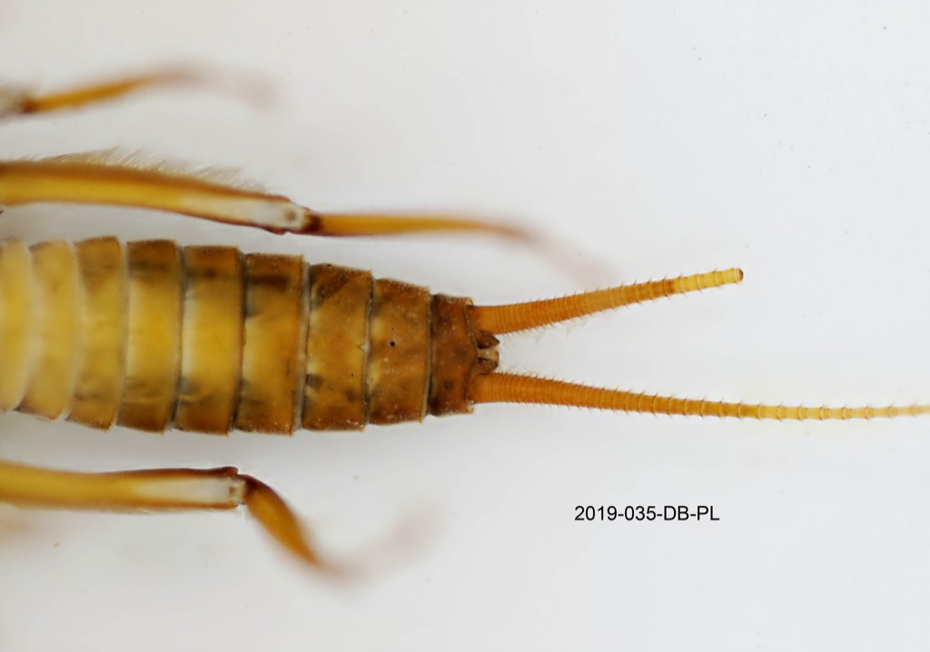 abdomen ventral