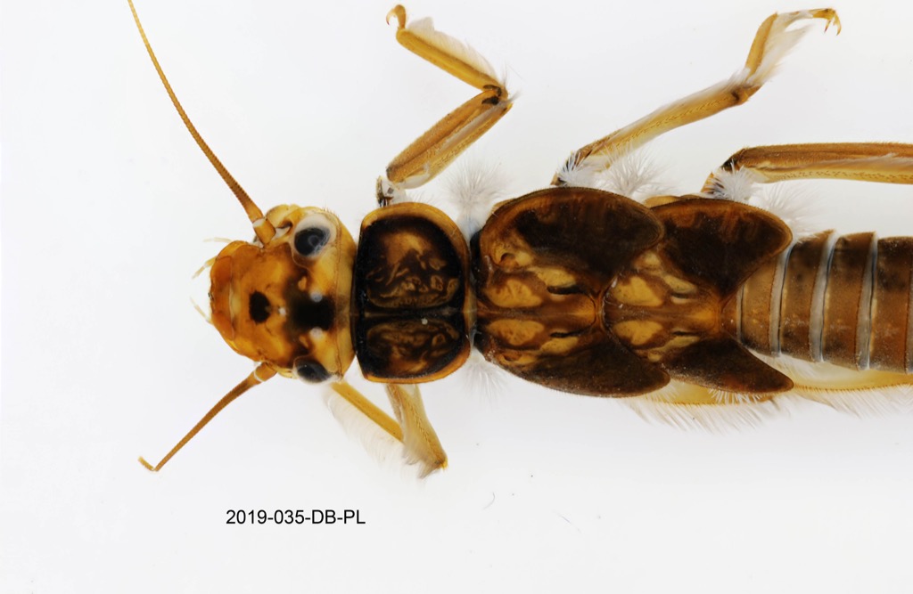 head and thorax dorsal