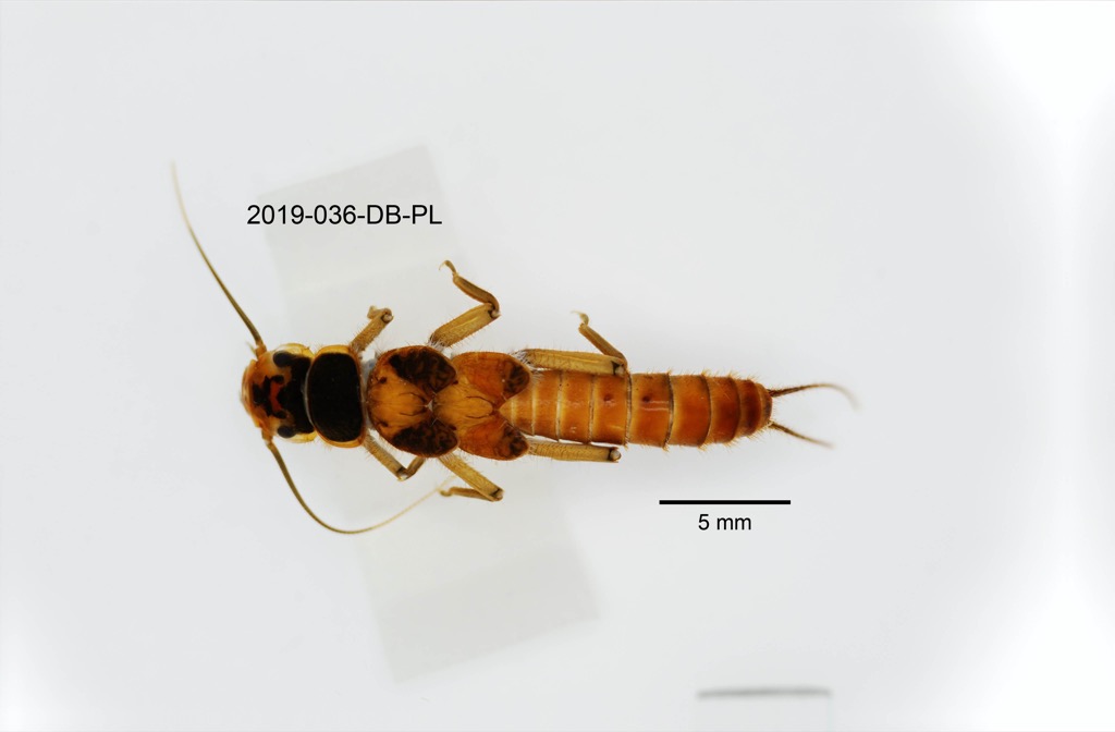 dorsal