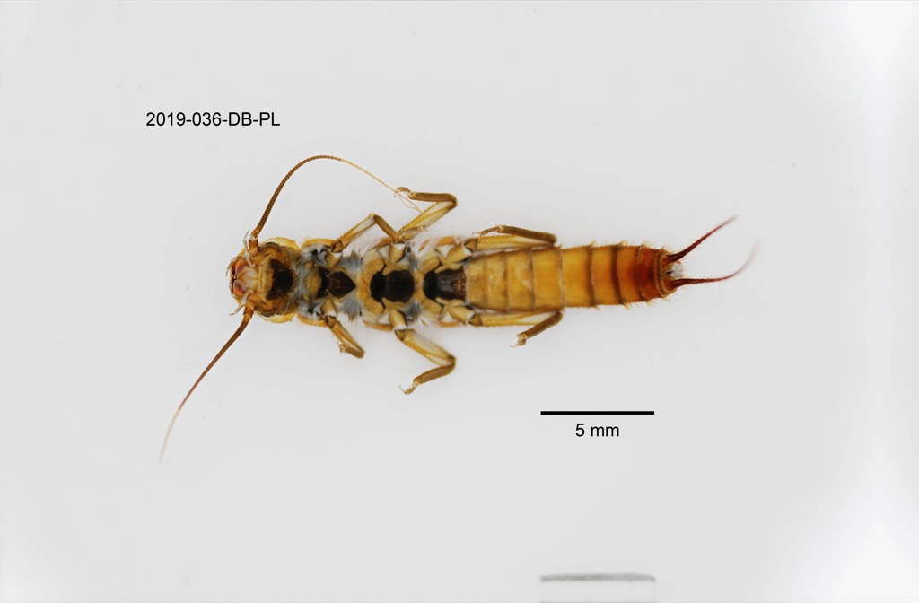ventral