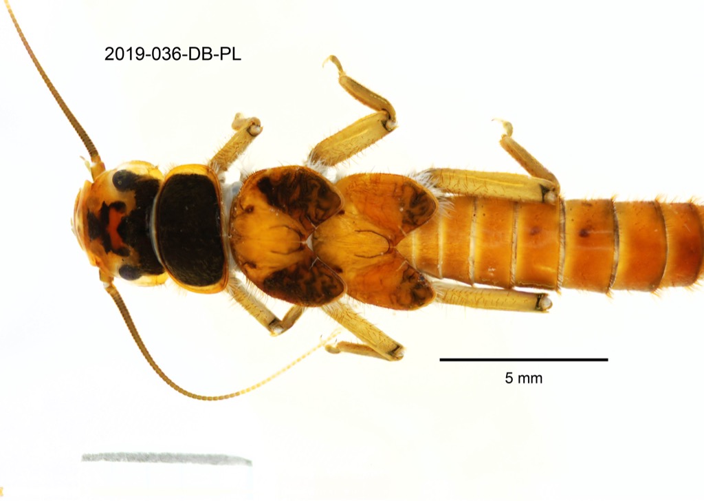 head and thorax dorsal