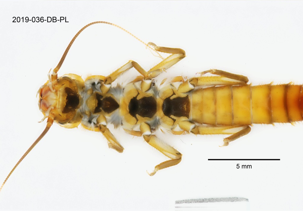 head and thorax ventral